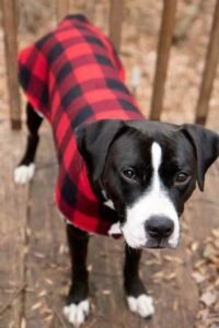 30 Moldes de Roupa para Cachorro para Baixar Grátis